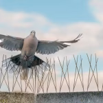 Rat Blockers for Sheds & Garages: Do You Need Them?