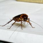 Maximizing Your MLS Real Estate Search with Listings in Idaho